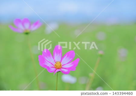 秋日花田中盛開的粉紅色波斯菊 143394460