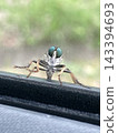 A horsefly landing on the car window 143394693