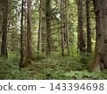 Forest scene in the wilderness of Alaska 143394698