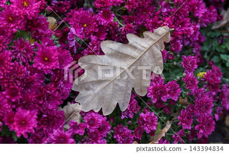 Dry oak leaf on purple chrysanthemum flowers, autumn mood Dry oak leaf on purple chrysanthemum flowers, autumn mood 143394834