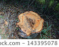 The large tree was cut down because its interior was rotten. 143395078