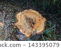 The large tree was cut down because its interior was rotten. 143395079