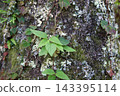 ivy wrapped around tree 143395114