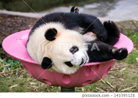 Chongqing Zoo, China: Cute giant pandas relaxing on pink playground equipment. Chongqing Zoo, China: Cute giant pandas relaxing on pink playground equipment. 143395128