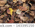Autumn leaves 143395150