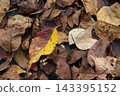 Autumn leaves 143395152