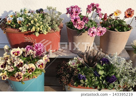 Frilled viola planting and pot 143395219