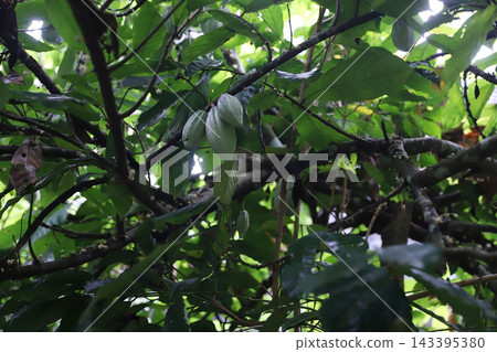 SEGARA WINDHU 咖啡種植園，峇裡島烏布 - Civet Cat 143395380