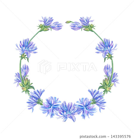 Watercolor chicory flower wreath round frame with blooming stems. Hand drawn botanical illustration isolated element for tea packaging design, wedding invitation and cosmetics label. Detailed art Watercolor chicory flower wreath round frame with blooming stems. Hand drawn botanical illustration isolated element for tea packaging design, wedding invitation and cosmetics label. Detailed art 143395576