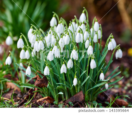 Nature, plants and white snowdrop in garden with natural landscape, morning blossom and calm floral environment. Growth, peace and spring flowers with green leaves, backyard and countryside with bush Nature, plants and white snowdrop in garden with natural landscape, morning blossom and calm floral environment. Growth, peace and spring flowers with green leaves, backyard and countryside with bush 143395664