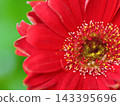 Close-up of a bright red gerbera flower 143395696