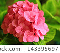 Vibrant pink hydrangea with ball-shaped blooms 143395697
