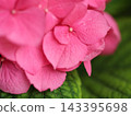 Vibrant pink hydrangea with ball-shaped blooms 143395698