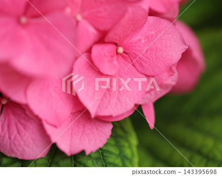 Vibrant pink hydrangea with ball-shaped blooms Vibrant pink hydrangea with ball-shaped blooms 143395698