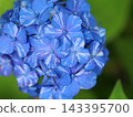 Blue, ball-shaped hydrangea 143395700