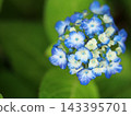 Blue, ball-shaped hydrangea 143395701