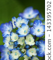 Blue, ball-shaped hydrangea 143395702