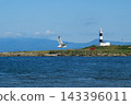 Seagulls flying in front of the northernmost lighthouse 143396011
