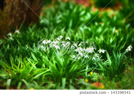Forest, floor and white snowdrop in garden with natural landscape, morning blossom and calm environment. Spring flowers, growth and nature with green leaves in backyard, countryside and floral plants Forest, floor and white snowdrop in garden with natural landscape, morning blossom and calm environment. Spring flowers, growth and nature with green leaves in backyard, countryside and floral plants 143396541