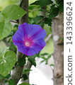 A close-up of a blue Ryukyu morning glory flower (ocean blue blooming in the shade). A close-up of a blue Ryukyu morning glory flower (ocean blue blooming in the shade). 143396624