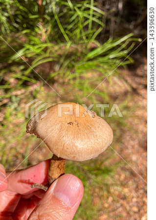 A wild mushroom growing among natural vegetation highlights the rich biodiversity and forest environment of Sierra de Las Nieves National Park, Spain A wild mushroom growing among natural vegetation highlights the rich biodiversity and forest environment of Sierra de Las Nieves National Park, Spain 143396630