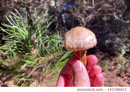 A wild mushroom growing among natural vegetation highlights the rich biodiversity and forest environment of Sierra de Las Nieves National Park, Spain A wild mushroom growing among natural vegetation highlights the rich biodiversity and forest environment of Sierra de Las Nieves National Park, Spain 143396631