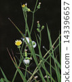 Close-up of the yellow flowers of the sow thistle (sowing sow thistle) (sowing sow thistle with buds and cottony heads) Close-up of the yellow flowers of the sow thistle (sowing sow thistle) (sowing sow thistle with buds and cottony heads) 143396657