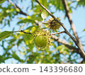 Oak acorns (acorns and their whisker-like cupules) bathed in the autumn sky and sunlight. Oak acorns (acorns and their whisker-like cupules) bathed in the autumn sky and sunlight. 143396680