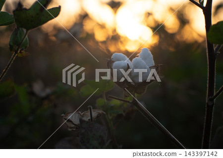 Cotton Boll at Golden Sunset, Cinematic Nature and Agricultural Background. Cotton Boll at Golden Sunset, Cinematic Nature and Agricultural Background. 143397142