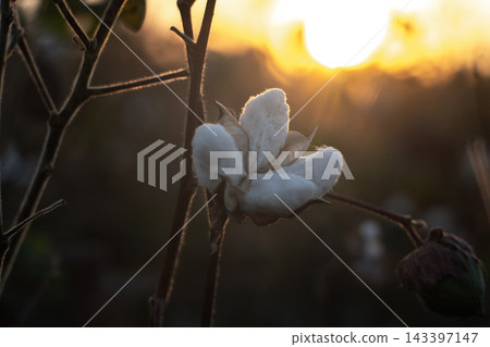 White Cotton Boll Glowing in Golden Sunset Light, Cinematic Agricultural Nature. White Cotton Boll Glowing in Golden Sunset Light, Cinematic Agricultural Nature. 143397147