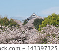 Cherry blossoms in full bloom at the park and mountain temple (Kohoji Temple seen through the cherry blossoms of Kanda Park) Cherry blossoms in full bloom at the park and mountain temple (Kohoji Temple seen through the cherry blossoms of Kanda Park) 143397325
