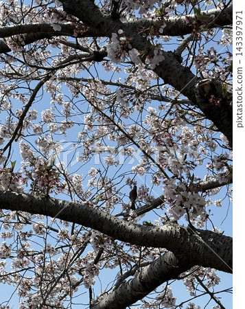 Cherry blossoms and birds Cherry blossoms and birds 143397971