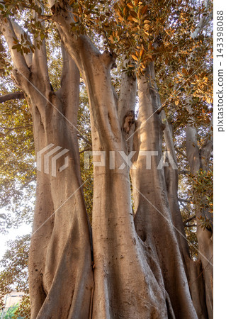 Massive roots and trunk of a centennial ficus tree in a public park Massive roots and trunk of a centennial ficus tree in a public park 143398088