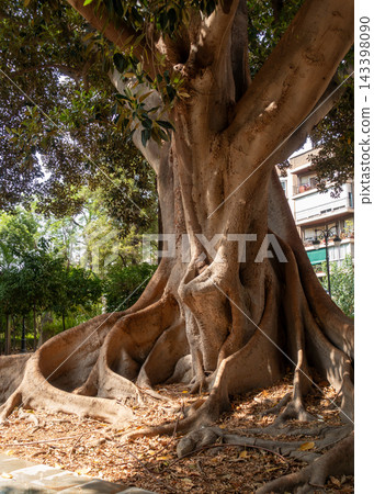 Massive roots and trunk of a centennial ficus tree in a public park Massive roots and trunk of a centennial ficus tree in a public park 143398090