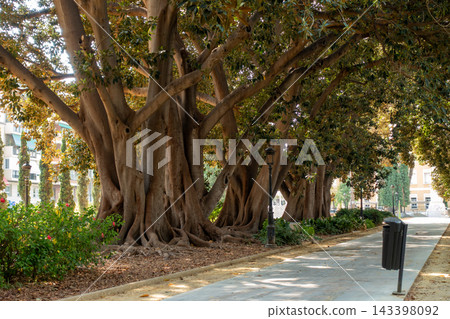 Path lined with giant centennial ficus trees in a public city park Path lined with giant centennial ficus trees in a public city park 143398092