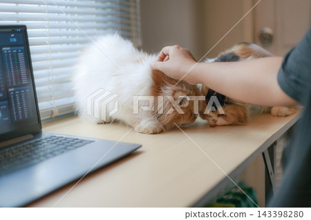Cute Cat Sitting on Desk Beside Laptop in Home Office 143398280