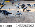 Young free range chickens foraging on a rural farm during golden hour. Natural poultry farming, sustainable agriculture, and backyard livestock concept 143398302