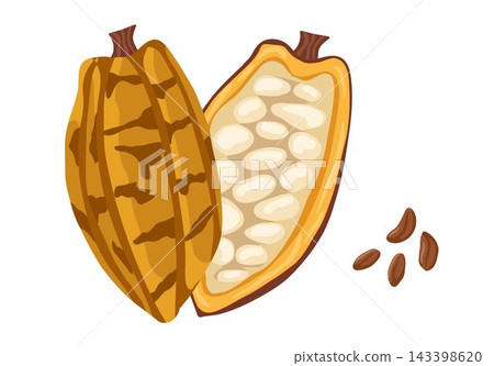 Cacao beans isolated on white background. Vector hand drawn cartoon illustration of chocolate pod for food, natural product designs, stickers and print Cacao beans isolated on white background. Vector hand drawn cartoon illustration of chocolate pod for food, natural product designs, stickers and print 143398620