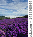 Vibrant Purple Aster Flower Field and Wind Turbine on Mountain Peak 143398944
