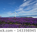 Vibrant Purple Aster Flower Field and Wind Turbine on Mountain Peak 143398945