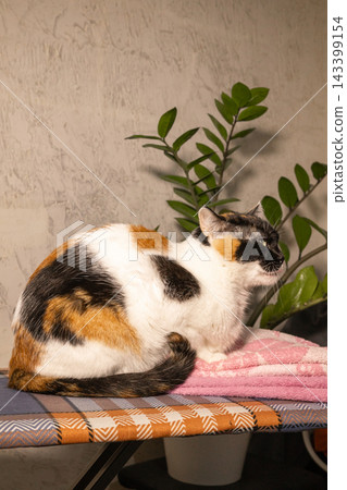 Tricolor cat sits on ironing board with pink towel near green plant against textured wall Tricolor cat sits on ironing board with pink towel near green plant against textured wall 143399154