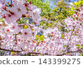 A single cherry tree in full bloom in a park on a sunny day. 143399275