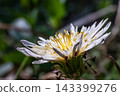 White dandelion 143399276
