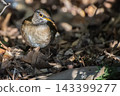 White-bellied Thrush's Intense Eyes 143399277