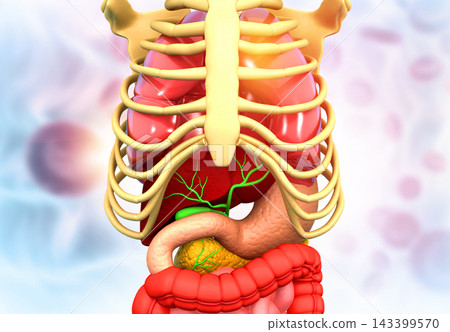 Human body anatomy Human body anatomy 143399570