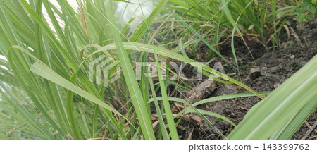 rice plants growing in the garden rice plants growing in the garden 143399762