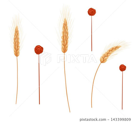 Dry autumn wheat branches set with golden spikes isolated on white background. Vector hand drawn cartoon illustration for harvest design, packaging, rustic decor, sticker Dry autumn wheat branches set with golden spikes isolated on white background. Vector hand drawn cartoon illustration for harvest design, packaging, rustic decor, sticker 143399809