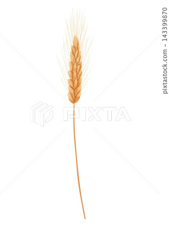Dry autumn wheat branch with golden spikes isolated on white background. Vector hand drawn cartoon illustration for harvest design, packaging, rustic decor, sticker Dry autumn wheat branch with golden spikes isolated on white background. Vector hand drawn cartoon illustration for harvest design, packaging, rustic decor, sticker 143399870
