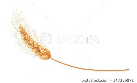 Dry autumn wheat branch with golden spikes isolated on white background. Vector hand drawn cartoon illustration for harvest design, packaging, rustic decor, sticker Dry autumn wheat branch with golden spikes isolated on white background. Vector hand drawn cartoon illustration for harvest design, packaging, rustic decor, sticker 143399871