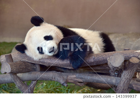 Giant panda in the adventure world of Nanki Shirahama in Wakayama Prefecture Giant panda in the adventure world of Nanki Shirahama in Wakayama Prefecture 143399937